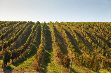 Sonbaharda üzüm sıralarının görüntüsü