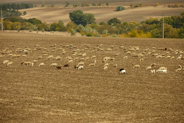 top view of a herd of sheep in a pasture