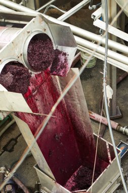 Şaraphanede şarap üretim süreci