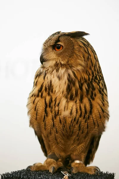 Beautiful Owl White Background Looks Camera Lens — стоковое фото