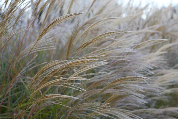 Beautiful Tall Grass Field Wind — Stockfoto