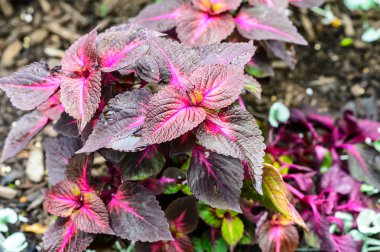 pembe çizgili koyu yaprakları