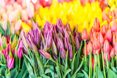 çeşitli bitki ve çiçek sokak pazarında