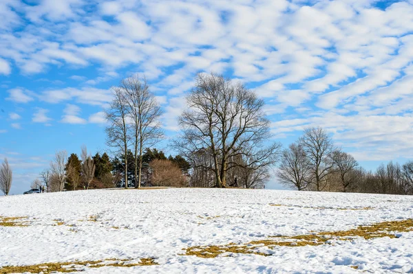 Un paisaje invernal frío y pintoresco con nieve y árboles —  Fotos de Stock
