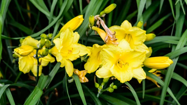 Gelbe Lilien — Stockfoto