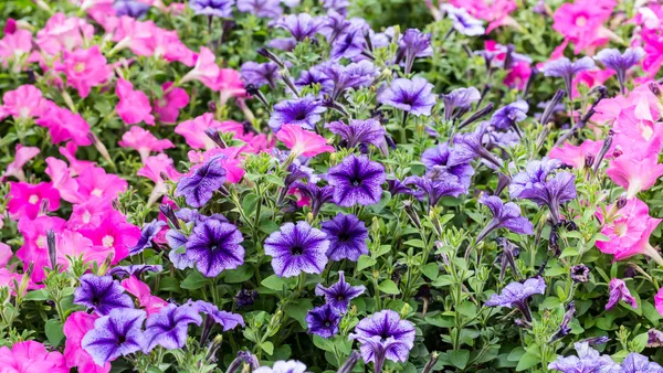 En bild av vackra rosa och lila blommor — Stockfoto