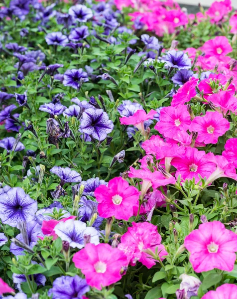 En bild av vackra rosa och lila blommor — Stockfoto