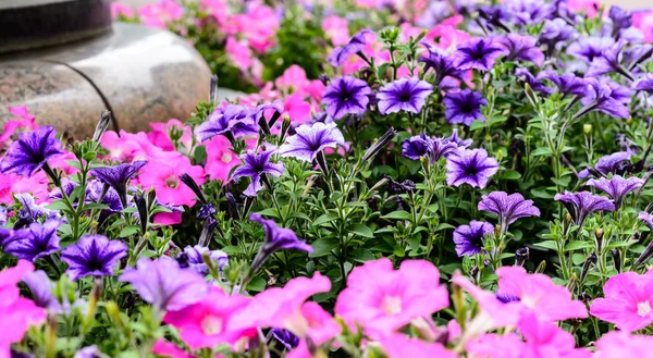 Pembe ve mor çiçekler çok güzel bir görüntü — Zdjęcie stockowe