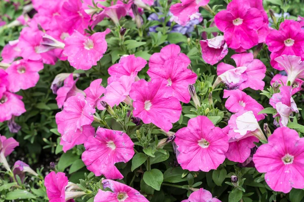 An image of Beautiful pink and violet flowers — Stock Photo, Image