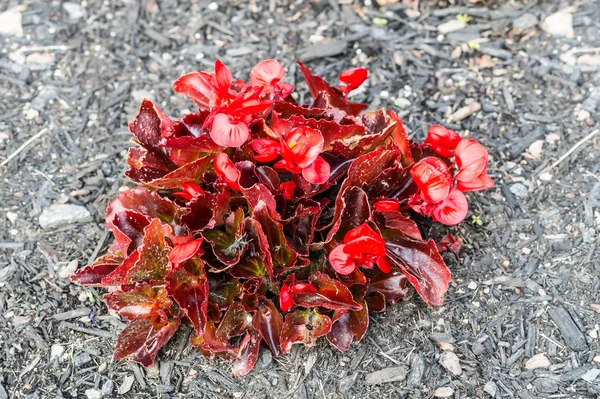 Röd buske — Stockfoto