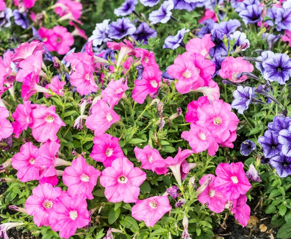 En bild av vackra rosa och lila blommor — Stockfoto