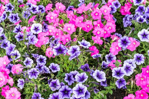 En bild av vackra rosa och lila blommor — Stockfoto