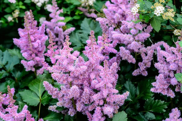 Pink-purple panicles of bloom astilby — Stock Photo, Image