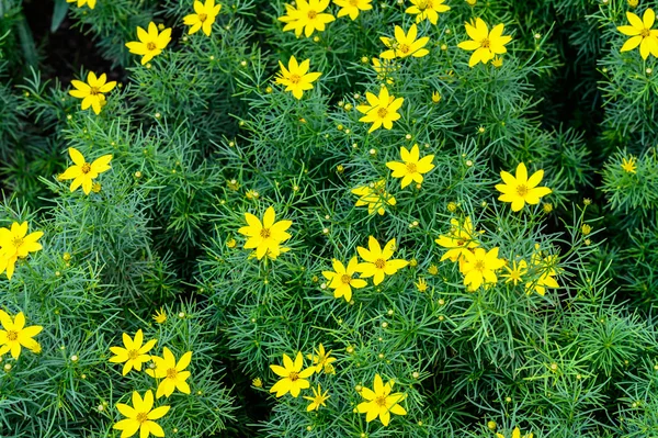 Daisy blommor. gula blommor — Stockfoto