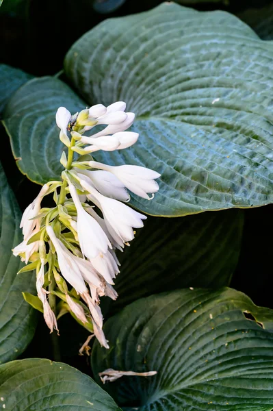 Flor de sino azul branco em flor — Fotografia de Stock