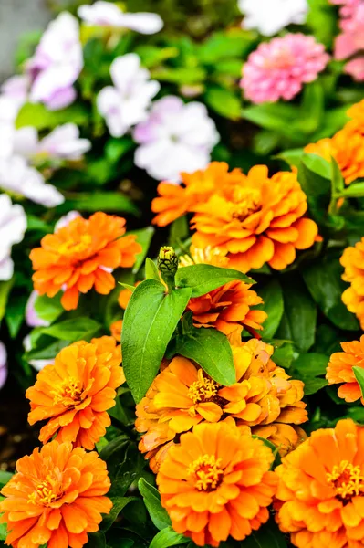 Kleurrijke tulp tuin in het voorjaar — Zdjęcie stockowe