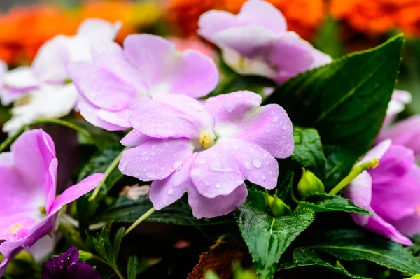 Vacker lila orkidé - Phalaenopsis — Stockfoto