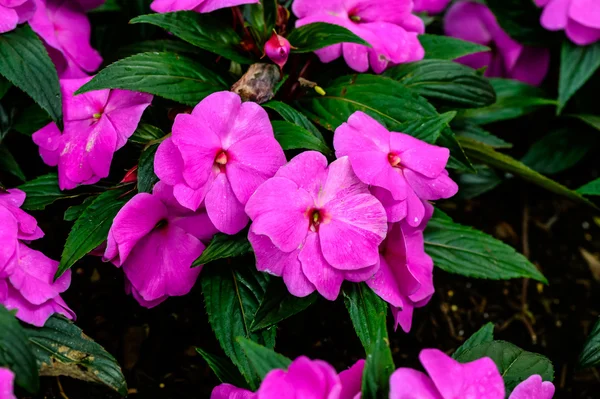 Tiny pink flowers — Stock Photo, Image