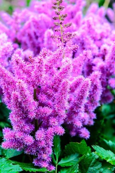 Pink-purple panicles of bloom astilby — Stock Photo, Image