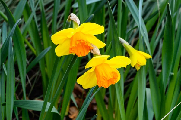 Gula blommor — Stockfoto