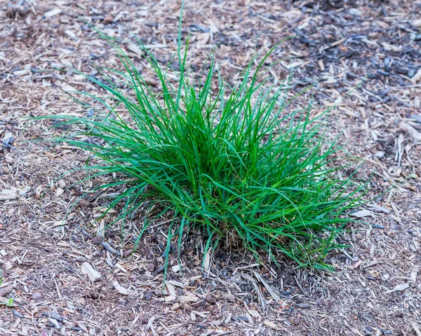 Зелена трава перо — стокове фото