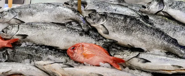 Re salmone Foto Stock