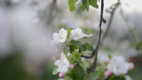 Kirschblüten — Stockvideo