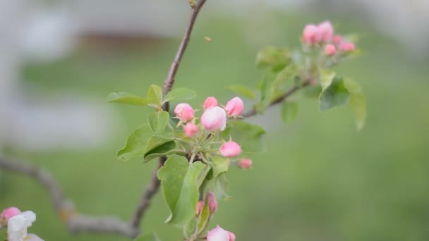 Flores de cereza — Vídeo de stock