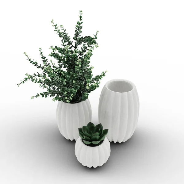 Vases Plants Succulents White Background Illustration — Stock Photo, Image