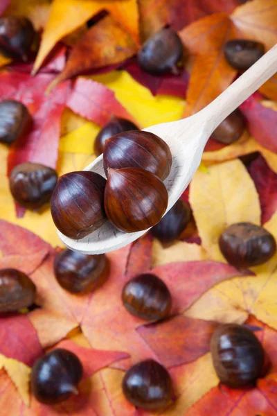 Castanhas — Fotografia de Stock