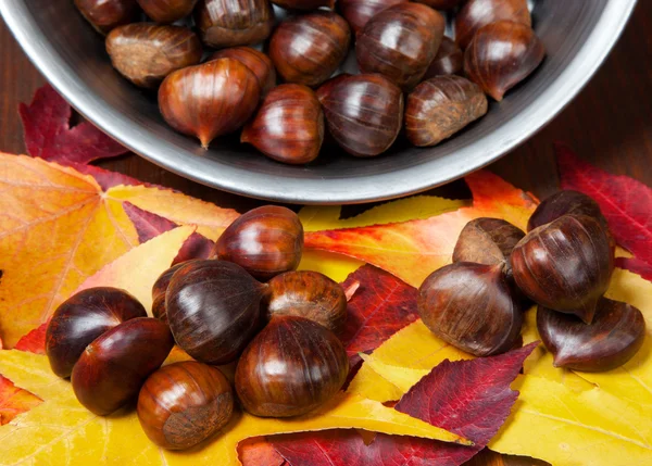 Kastanjes — Stockfoto