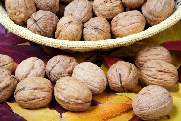 Cevizler yakın plan.