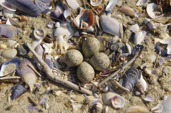 Nest on the Beach in Spring — Stock Photo, Image