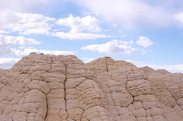 Bolsillo blanco en la meseta de Paria — Foto de Stock