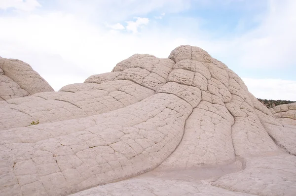 Bolsillo blanco en la meseta de Paria — Foto de Stock