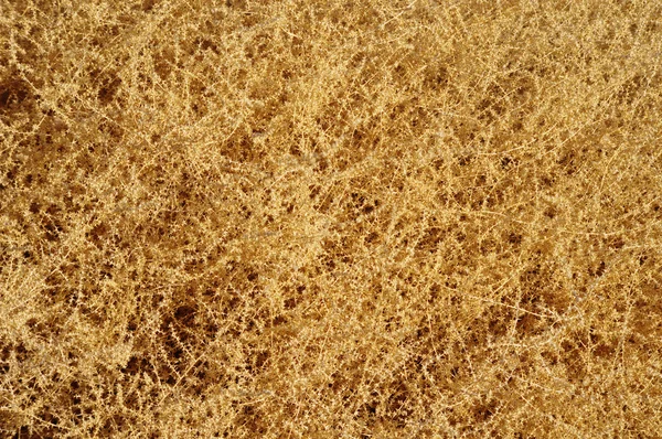 Çölde kuru sarı çalı — Stok fotoğraf