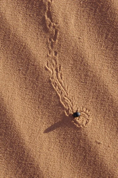 Следы жуков на песке пустыни — стоковое фото