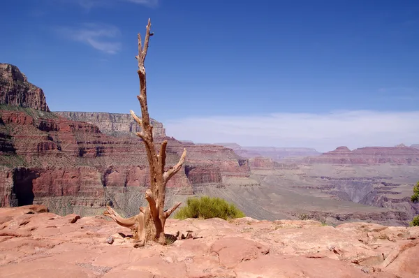 Osamělý suchý strom v grand canyon — Stock fotografie