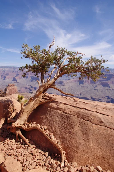 Fenyő, küzd, hogy életben marad-ban a grand canyon — Stock Fotó