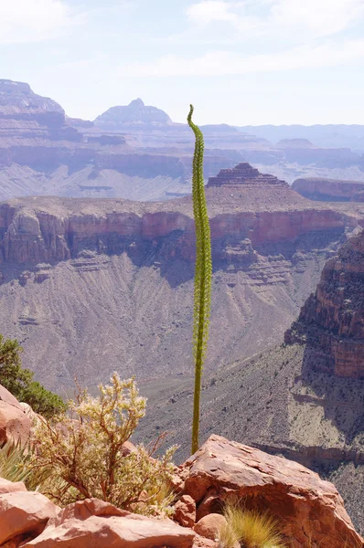 Planta del siglo Kaibab, agave en del Gran Cañón — Foto de Stock
