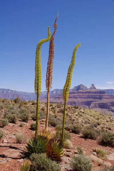 Three curved flowers agave in Grand Canyon — Stock Photo, Image