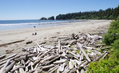 Düşük tide Long Beach ile driftwoods. Vancouver Adası, C