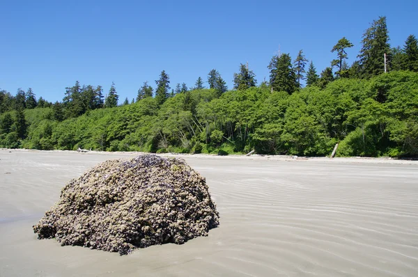 Marea baja en Long Beach. Isla de Vancouver, Canadá — Foto de Stock