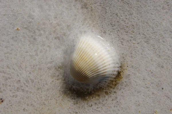 Frozen shell on winter beach — Stock Photo, Image