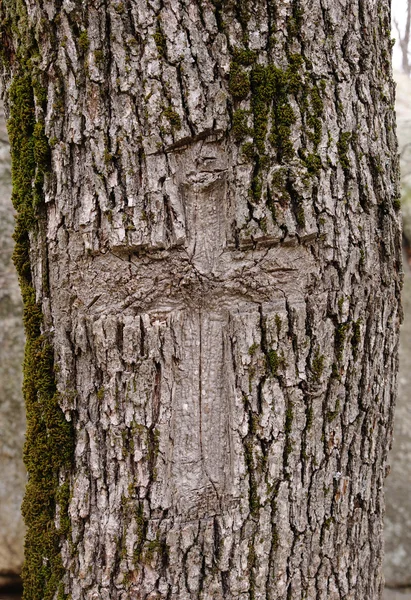 Cruz tallada en la corteza de un árbol —  Fotos de Stock