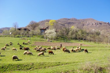  A flock of grazing sheep on mountain pasture with shepherd clipart