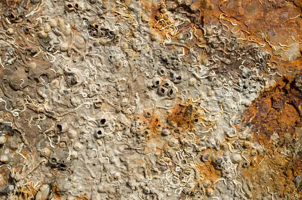 stock image Barnacle of mussels on rusty  metal surface close u