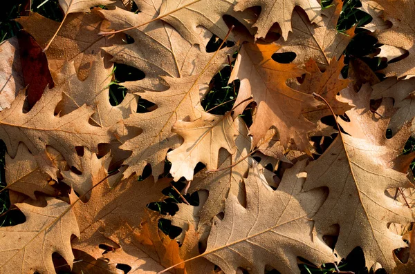 Fallen Oak Leaves Dewdrops Grass Sunny — Stock Photo, Image
