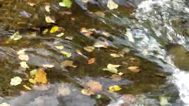 浅い小川のせせらぎの中で水が運ぶ紅葉 — ストック動画