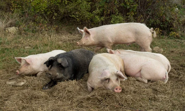 Fat Lying Pigs Meadow Closeu — Stock Photo, Image